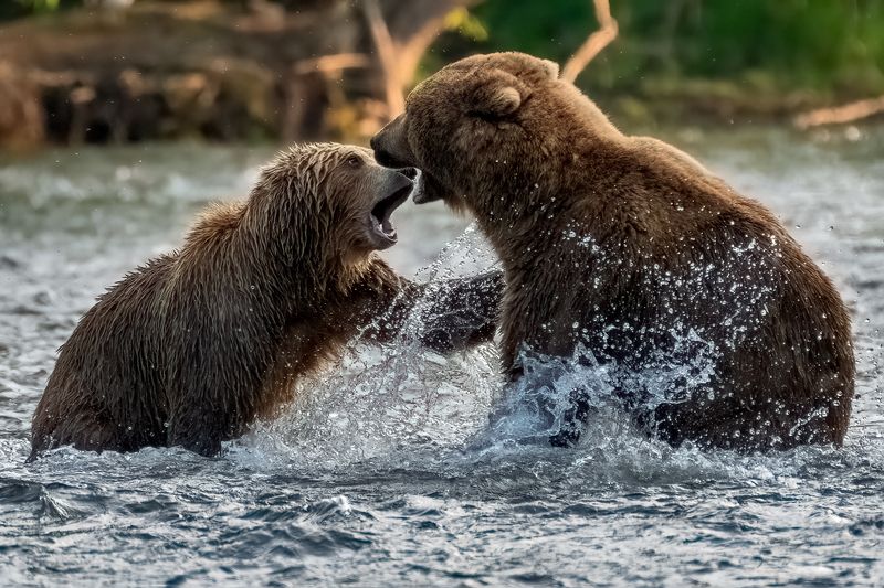 медведи, Камчатка Уйди, противный! фото превью