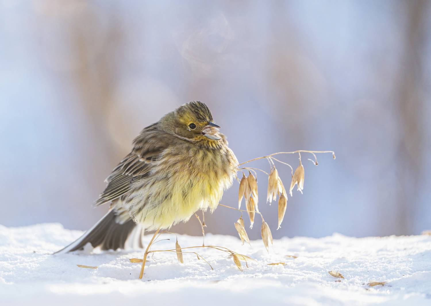птицы, природа, зима, Андрей Киселёв