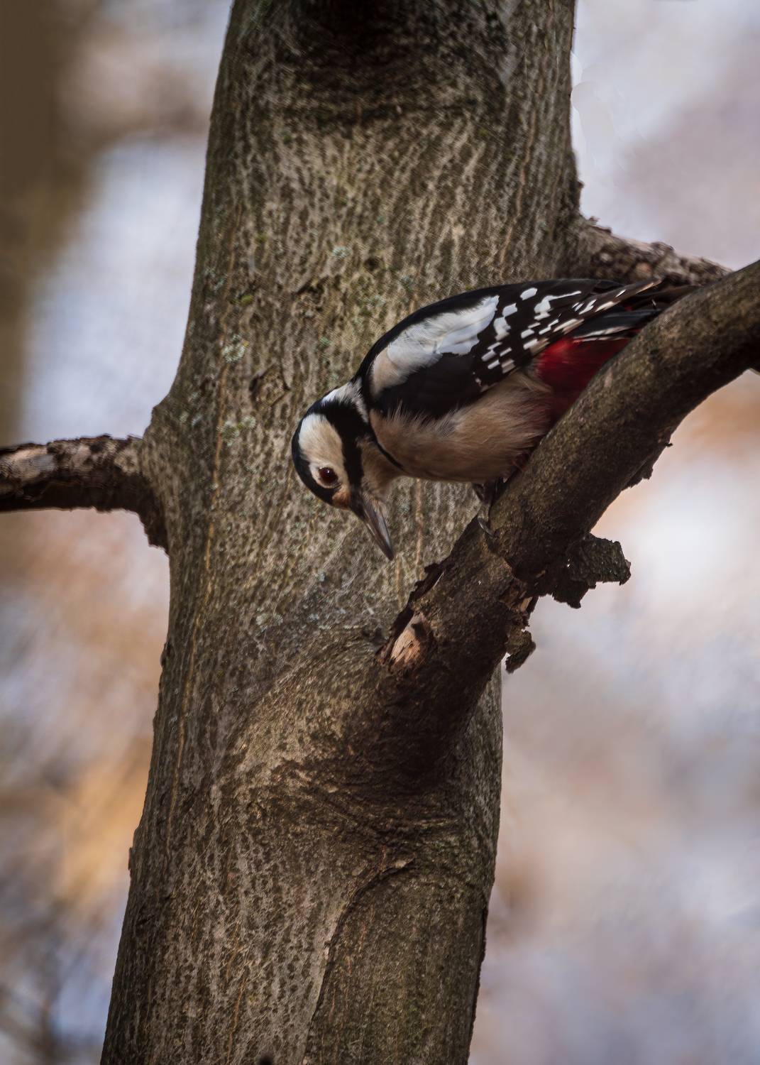 большой, пестрый, дятел, Алексей Рыльский