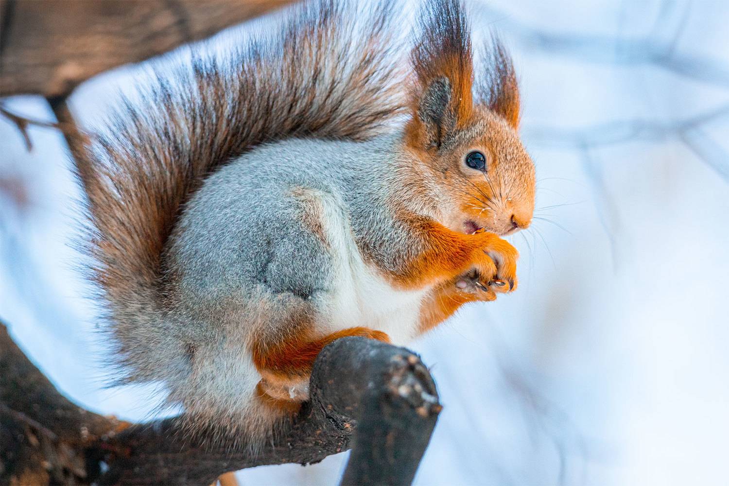 , Чудинин Дмитрий