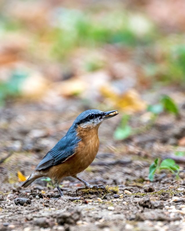 поползень, обыкновенный С добычей фото превью