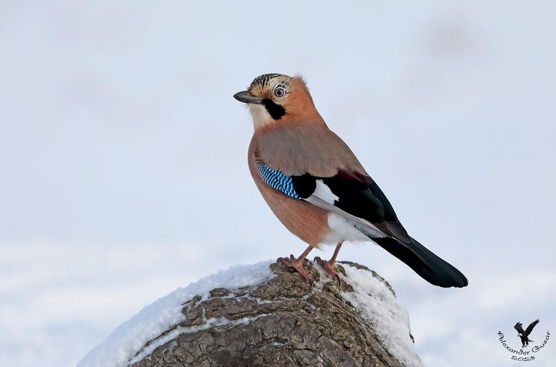 сойка Сойка фото превью
