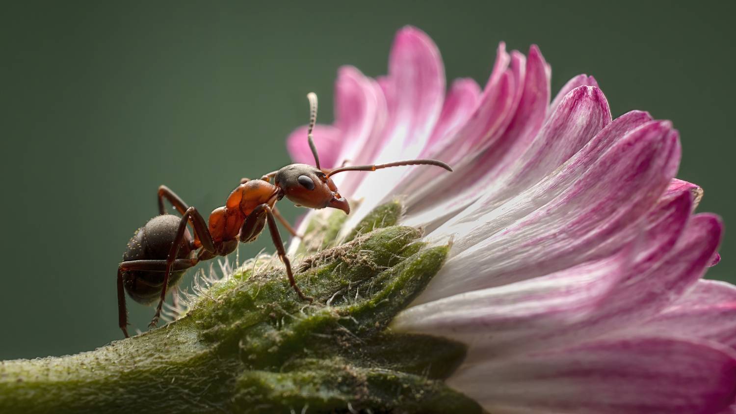 , Людмила Железнова