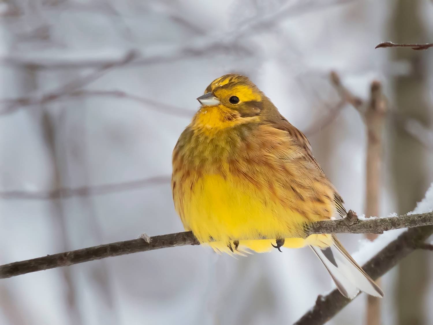 , Галина Горяинова