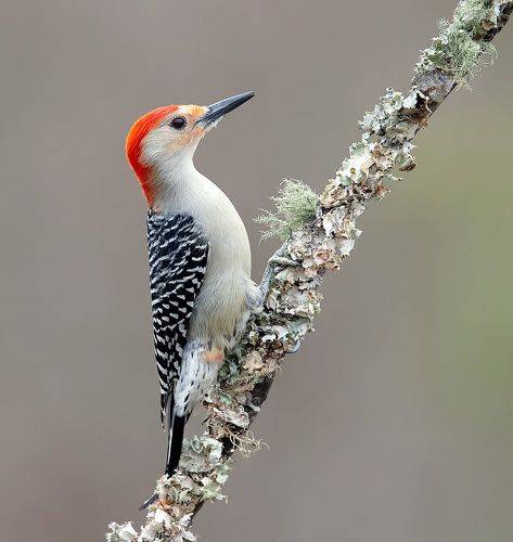 Red-bellied Woodpecker, male -  Каролинский меланерпес