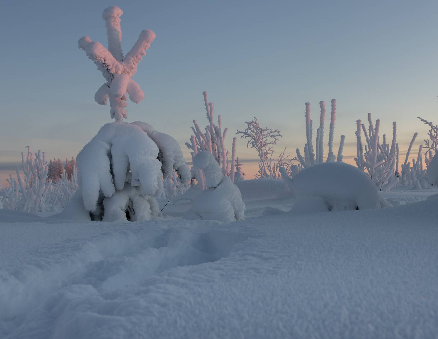 снег, иней, зима, мороз, сугроб, ёлка, закат, вечер, Светлана Холодняк