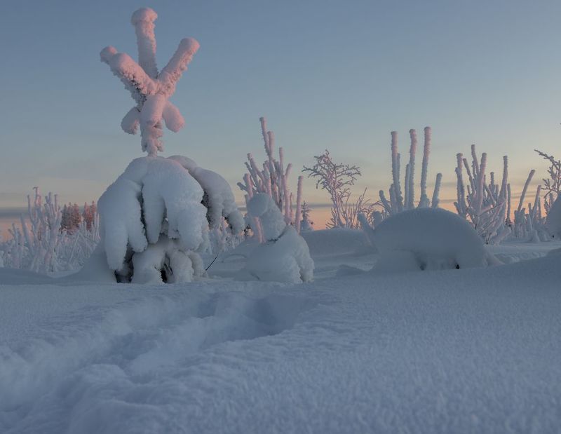 снег, иней, зима, мороз, сугроб, ёлка, закат, вечер Дальше ходу нет! фото превью