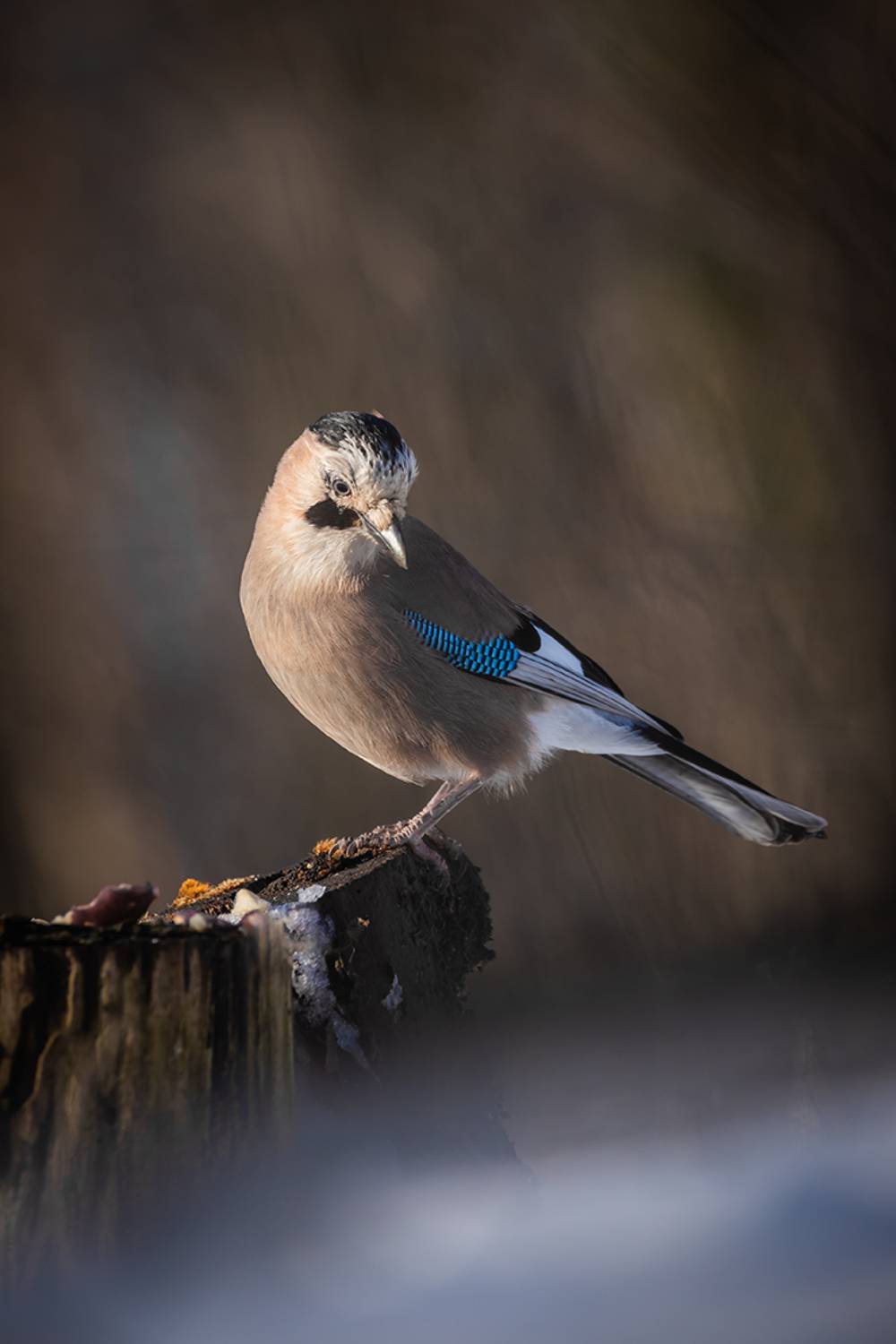 , Илья Михеев