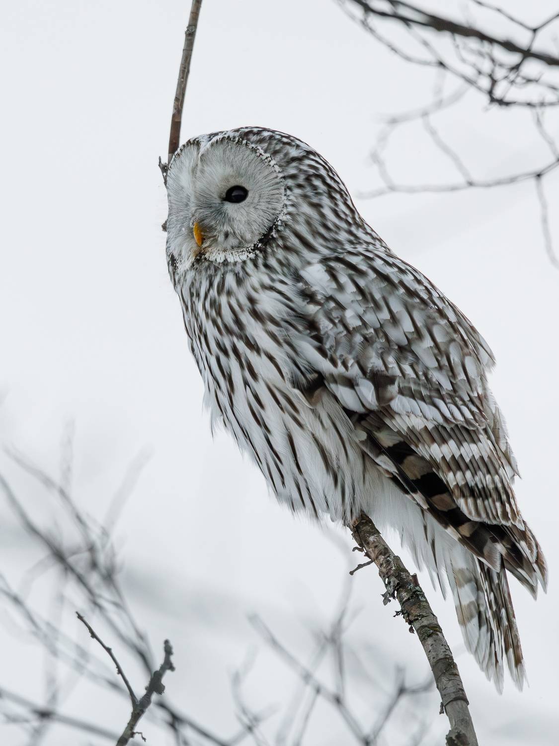 , Гильманов Артур