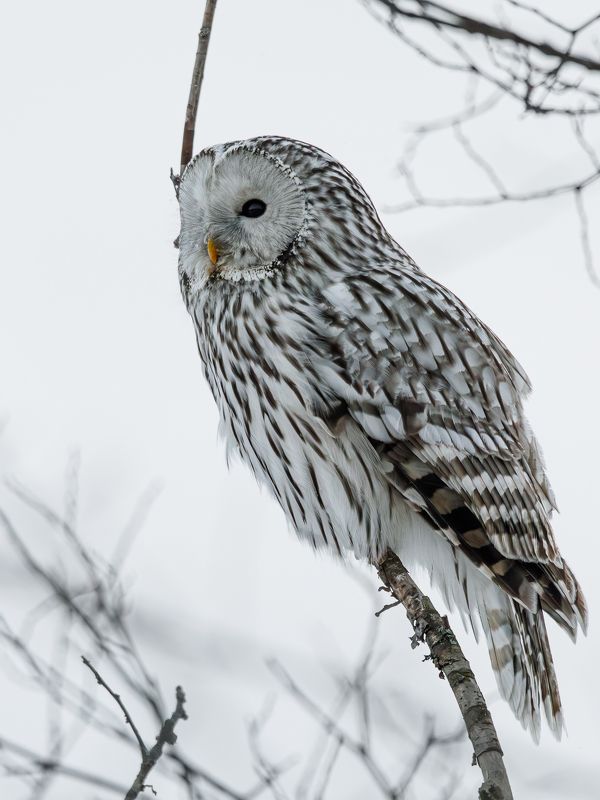 Уральская неясыть фото превью