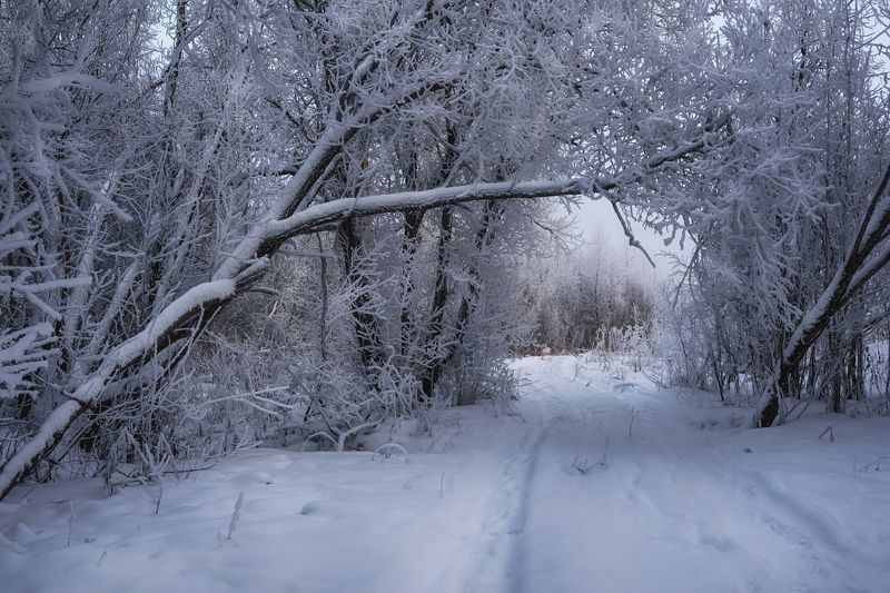 зима, иней, мороз, снег, деревья, дорога, архангельск По дороге в зиму фото превью