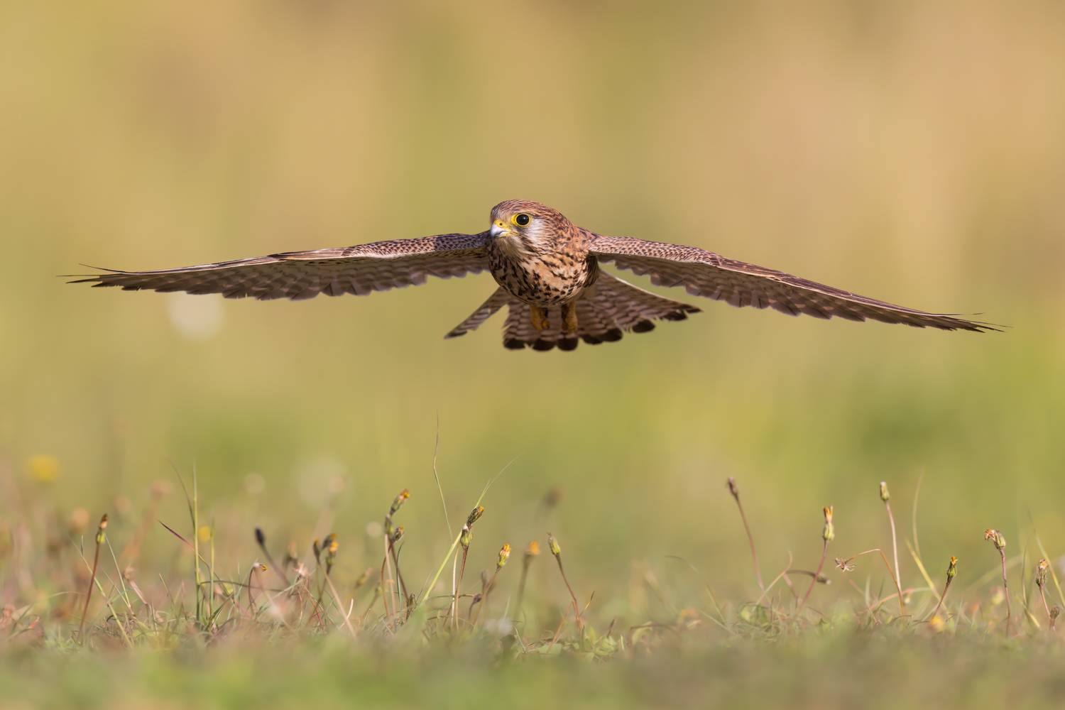 , Фруман Евгений