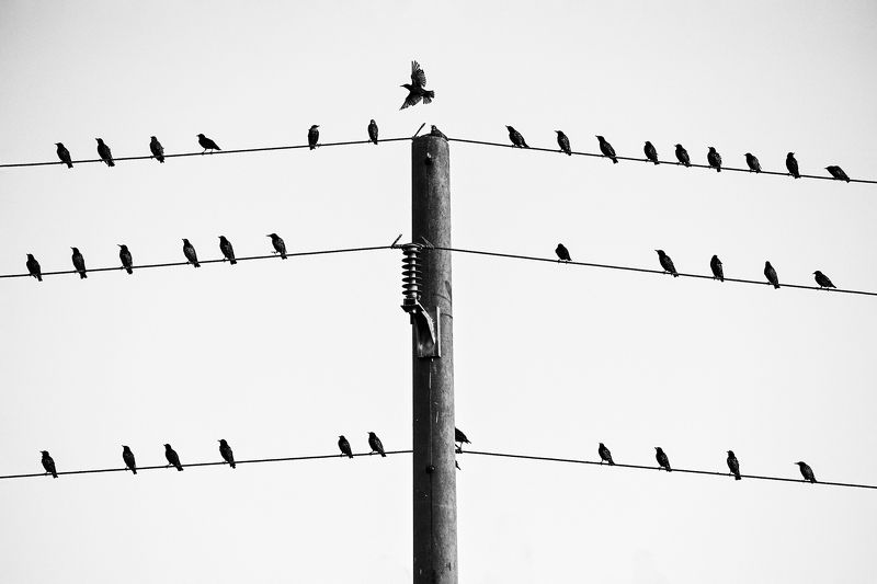 nikon, bulgaria, birds, black, white  фото превью