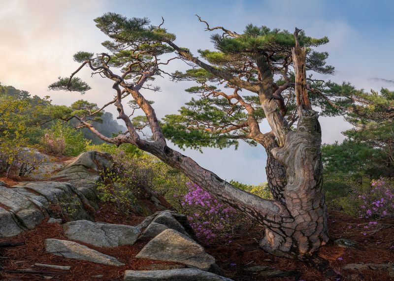 Old pine at the top of a mountain фото превью