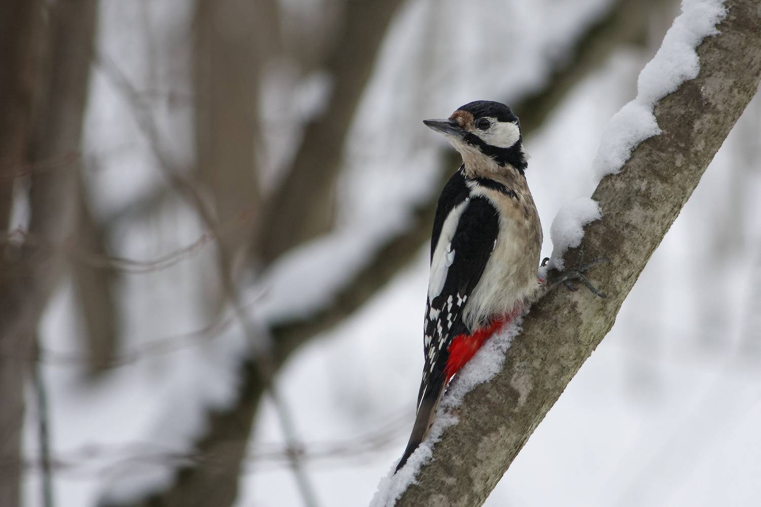 большой пёстрый дятел,  пёстрый дятел, dendrocopos major, КарОл