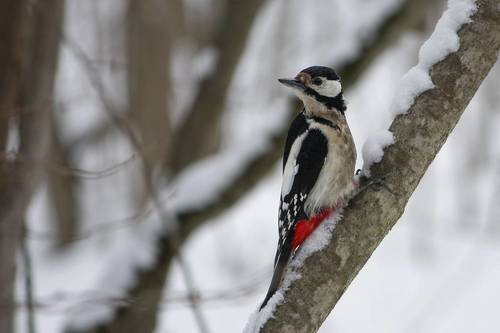 Большой пёстрый дятел (Dendrocopos major)