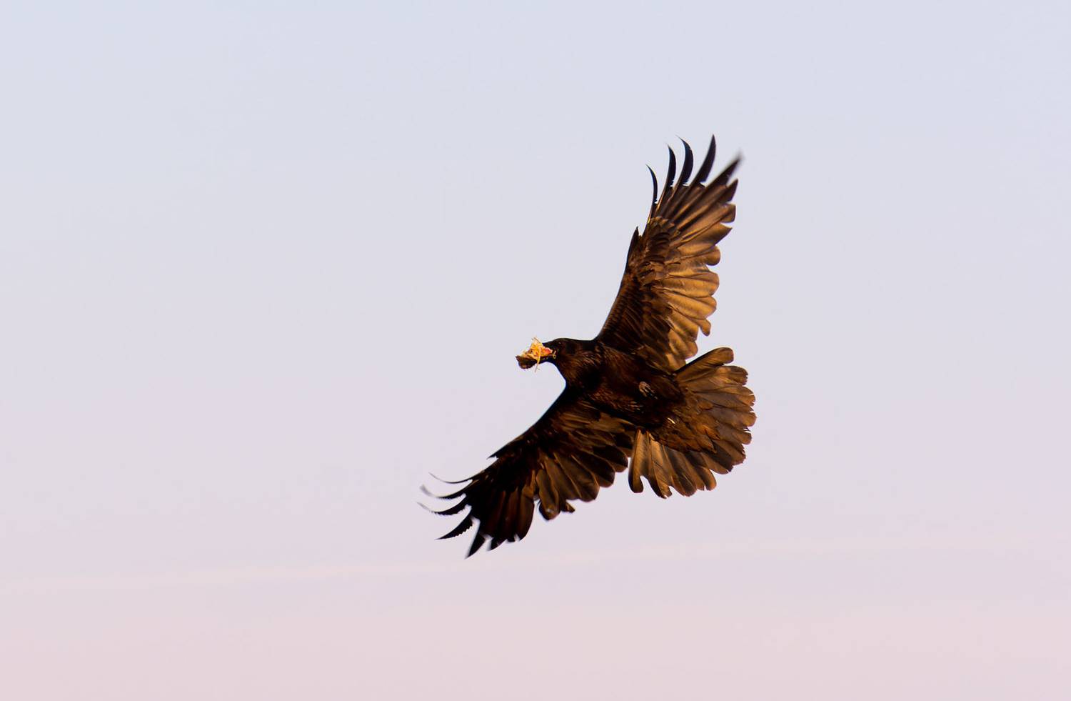 , Савенко Кирилл