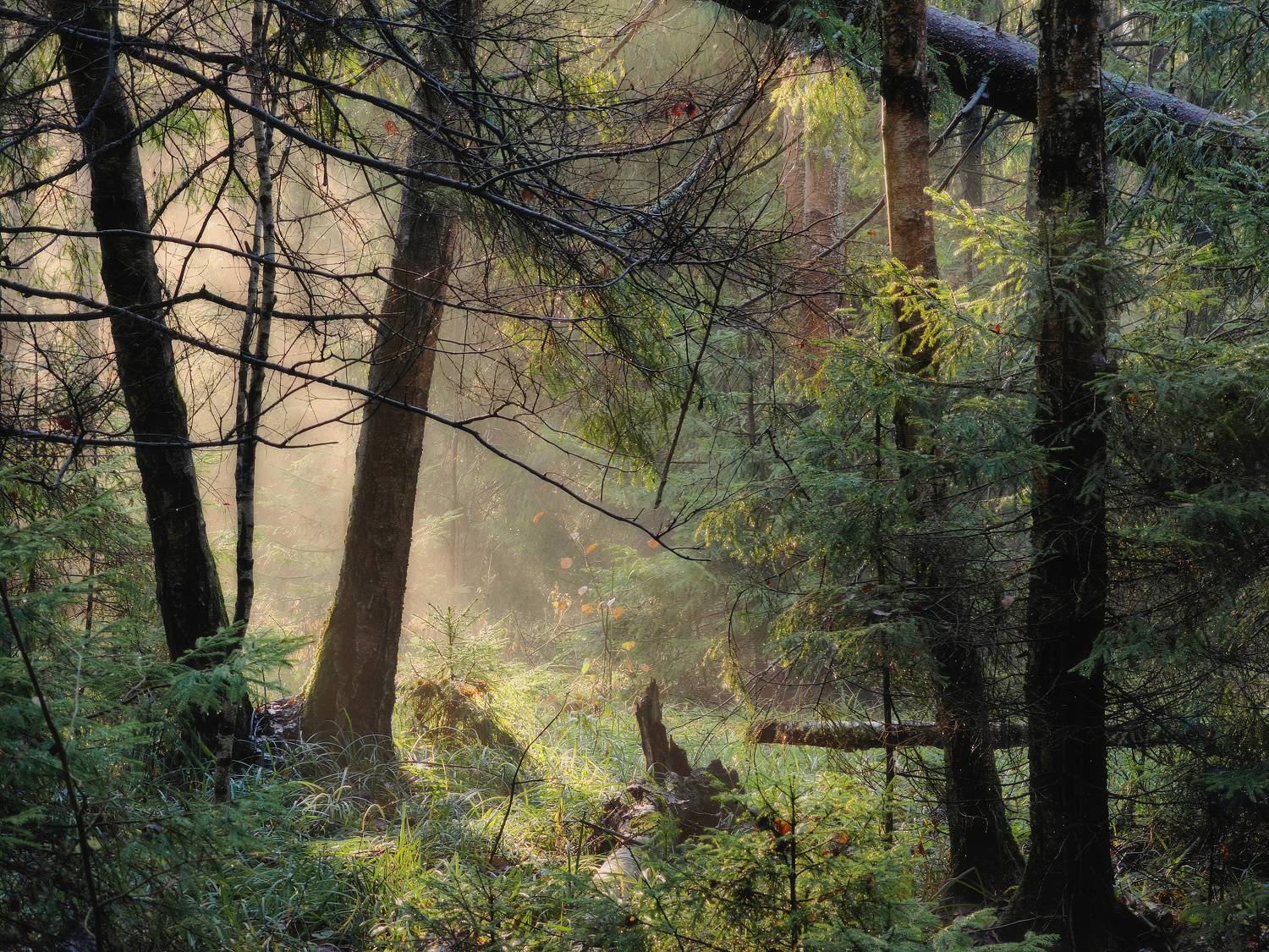 лес, ноябрь, утро, туман, forest, november, morning, fog, Пётр Калачев