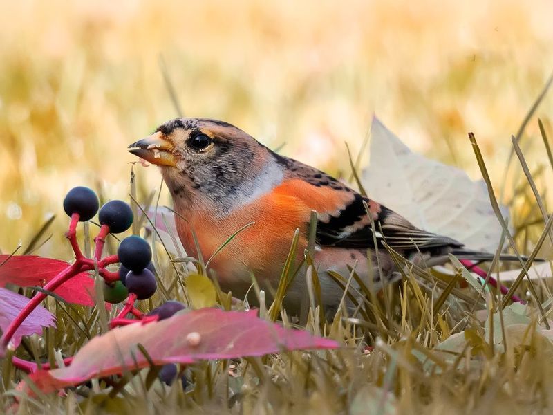 Завтрак на траве. Юрок фото превью