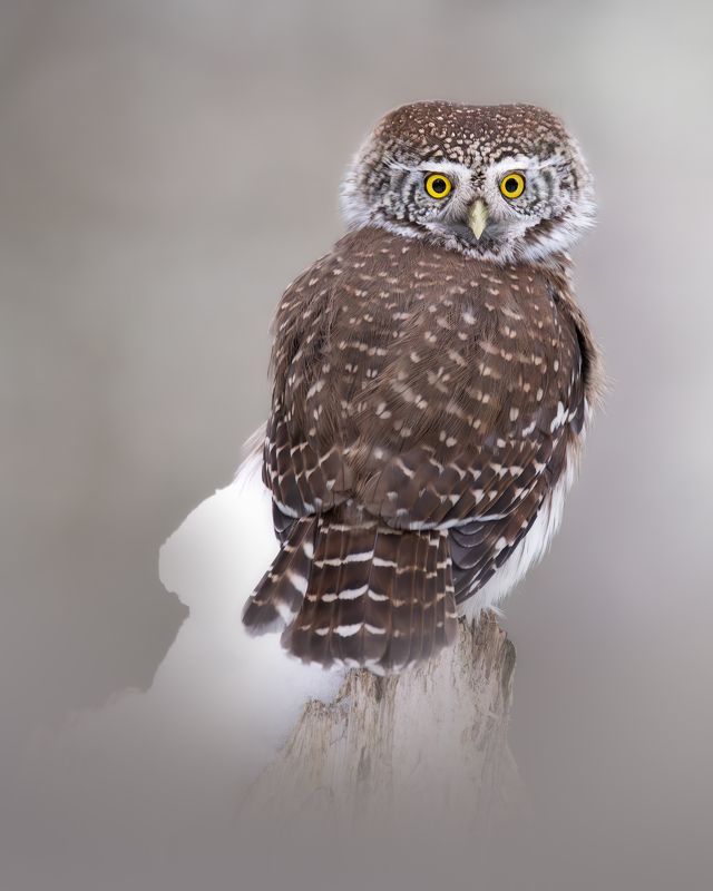 Воробьиный сыч,Glaucidium passerinum, Январь 2024 фото превью