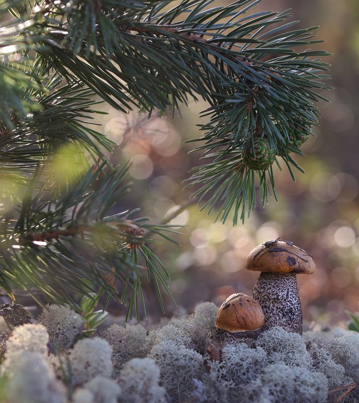 нерюнгри, грибы, грибылевиной, растениялевиной, женялевина, евгениялевина, растенияякутии, подосиновик, лето Лесные радости фото превью