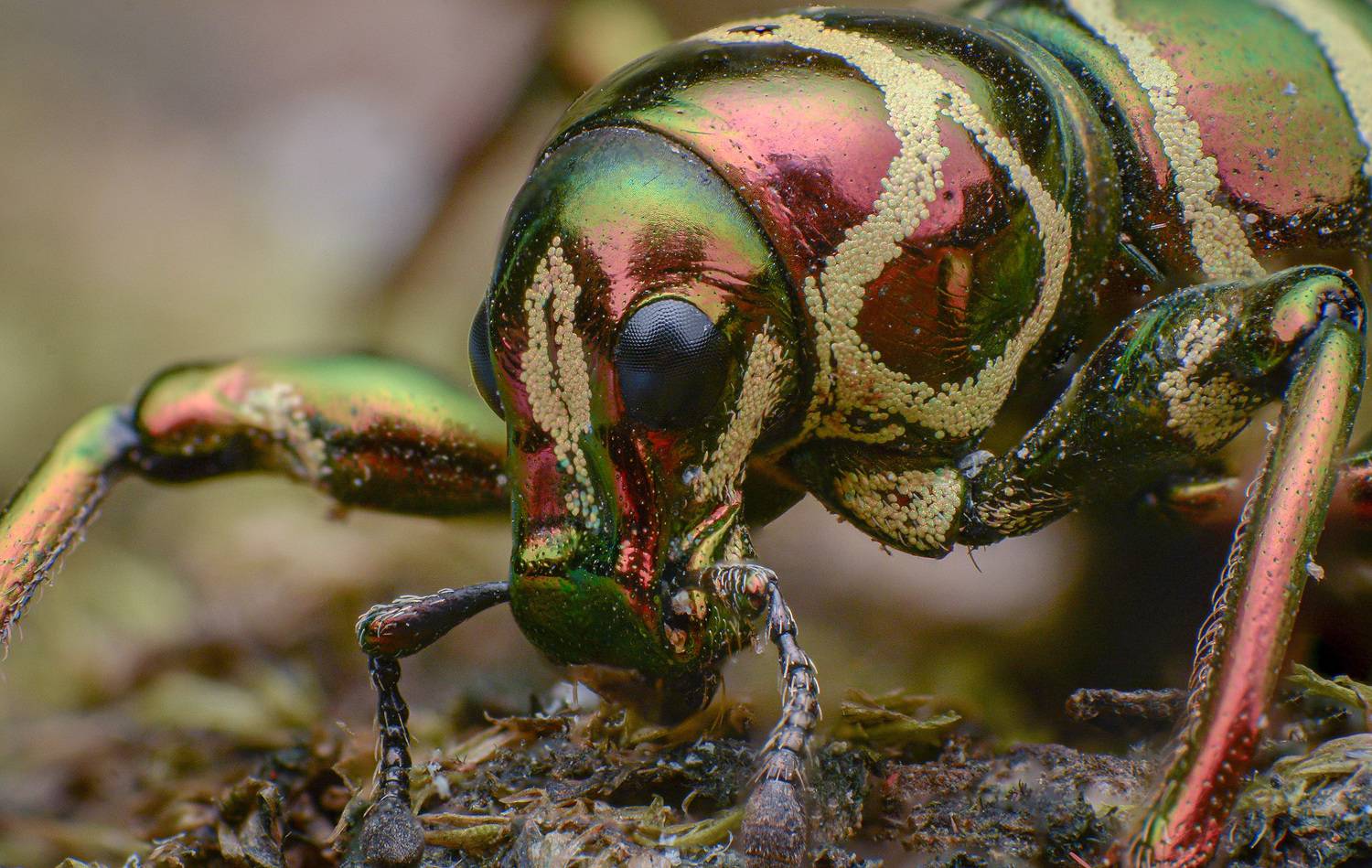 macro, insect, nature, weevil, Norman Celis