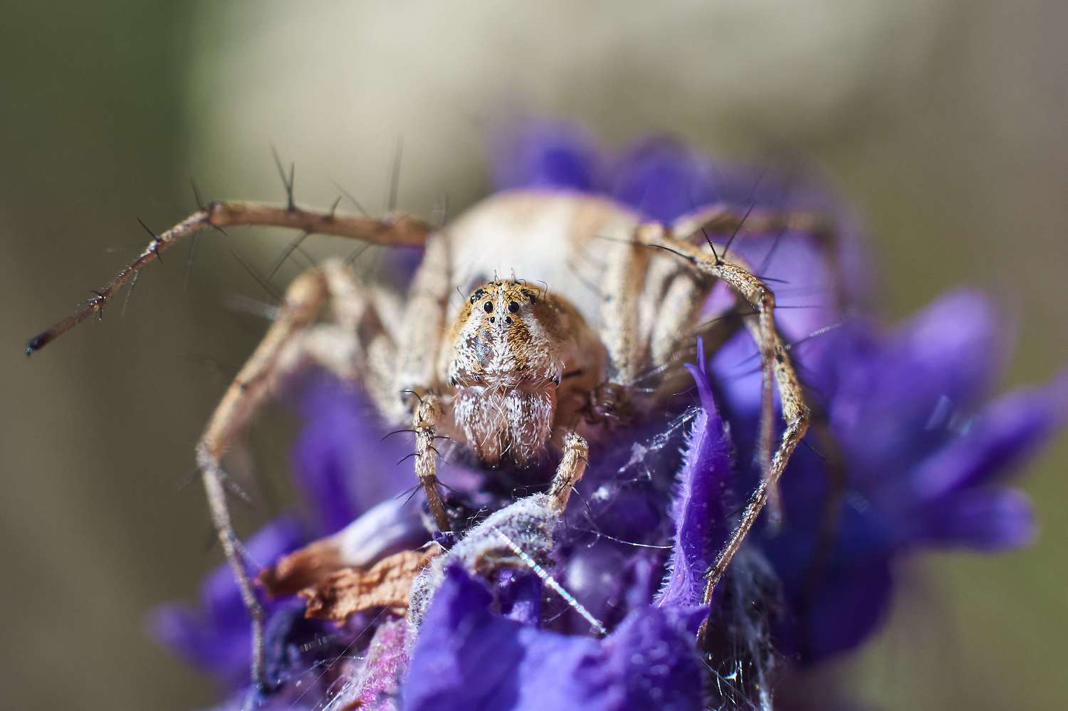spyder, volgograd, russia, wildlife, Oxyopes heterophthalmus, , Сторчилов Павел