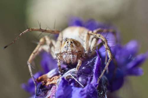 Oxyopes heterophthalmus