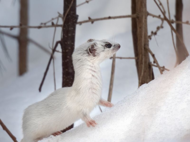 Белоснежка фото превью