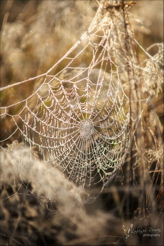 * * * фото превью