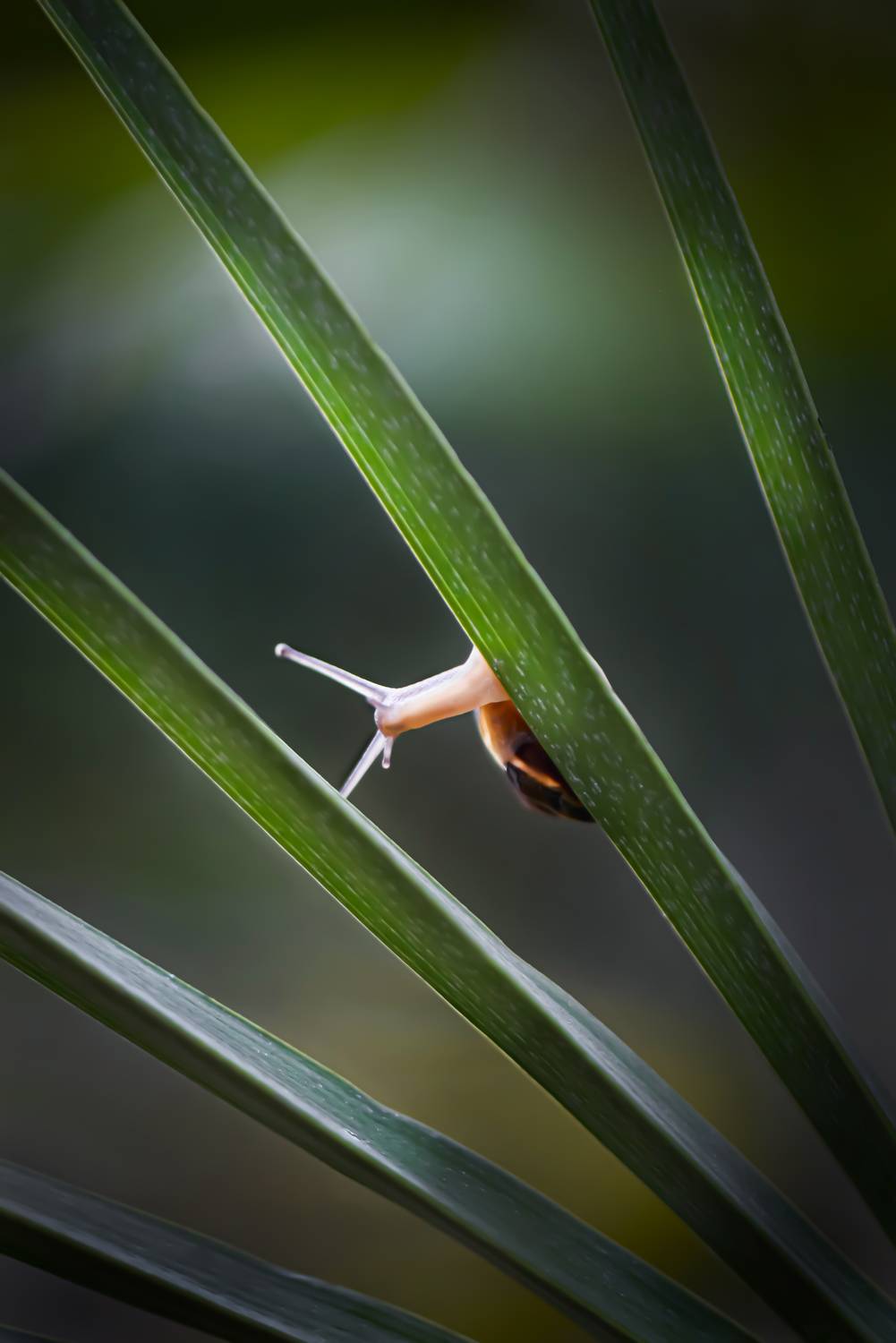 snails, snail, macro, macrophoto, macrophotography, nature, forest, макро, макрофото, природа, улитка, тишина, покой, грибы, цветы, Быканова Виктория
