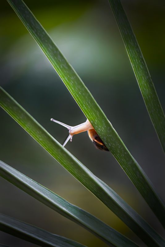 snails, snail, macro, macrophoto, macrophotography, nature, forest, макро, макрофото, природа, улитка, тишина, покой, грибы, цветы  фото превью