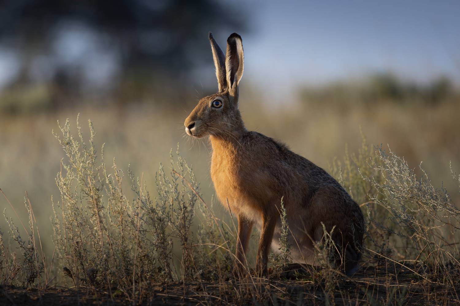 заяц, заяц-русак, Марат Кучкаев