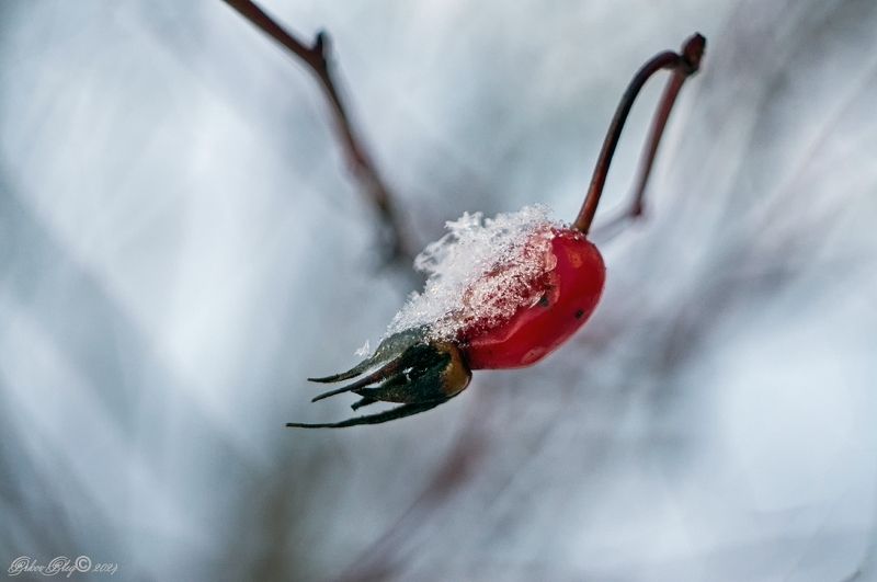 *** фото превью
