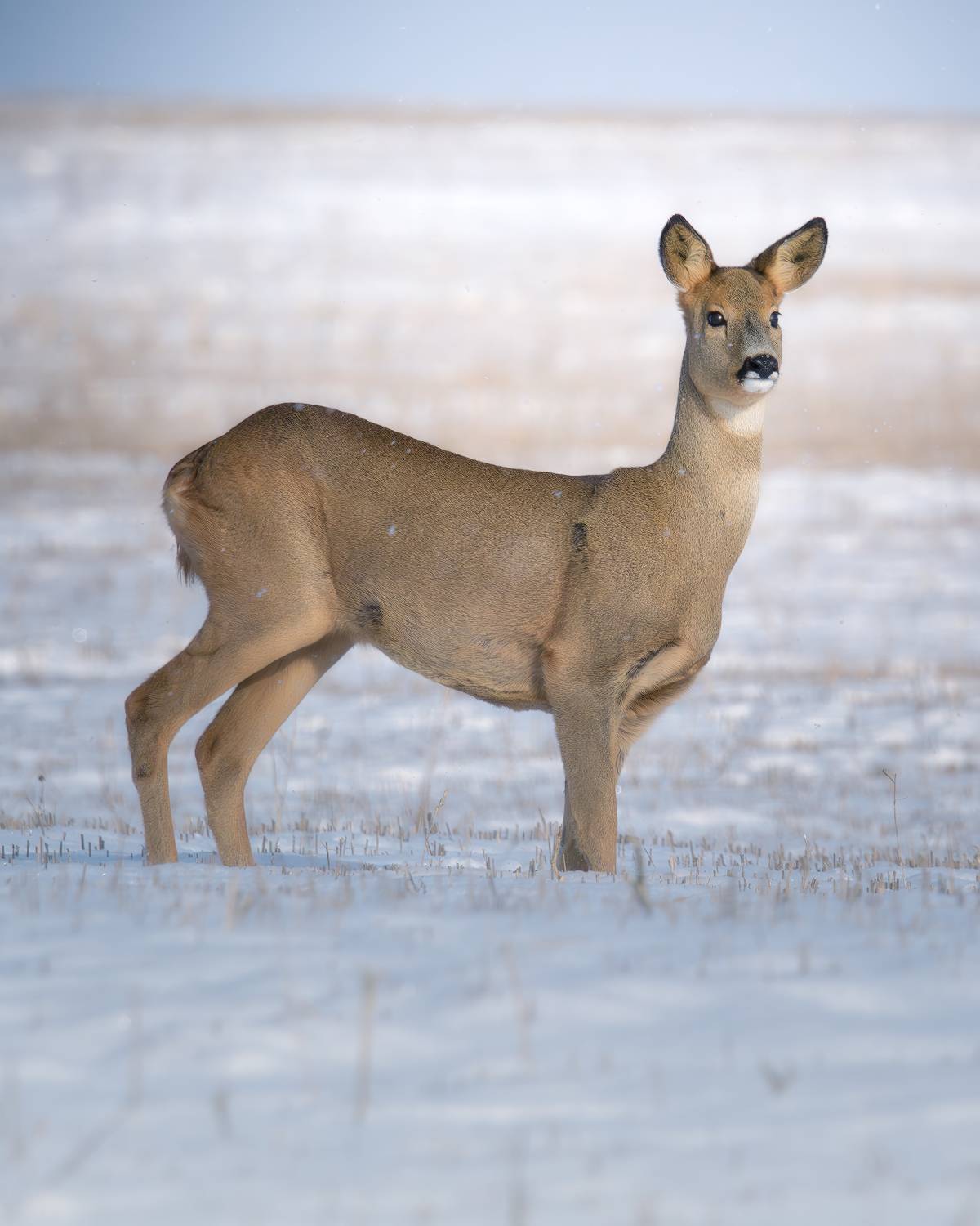 , Поляков Михаил