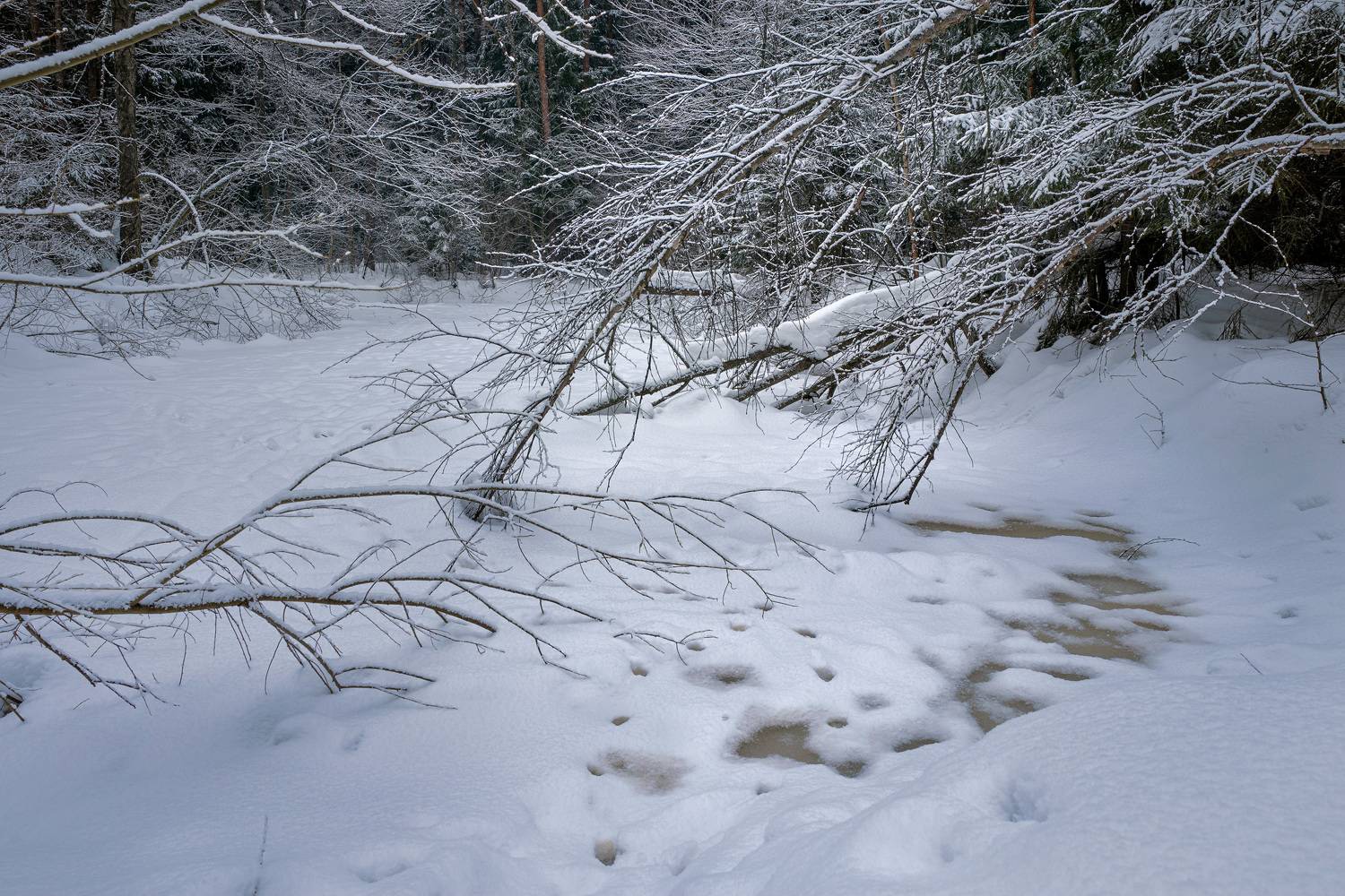 лес, деревья, снег, зима, Валерий Вождаев