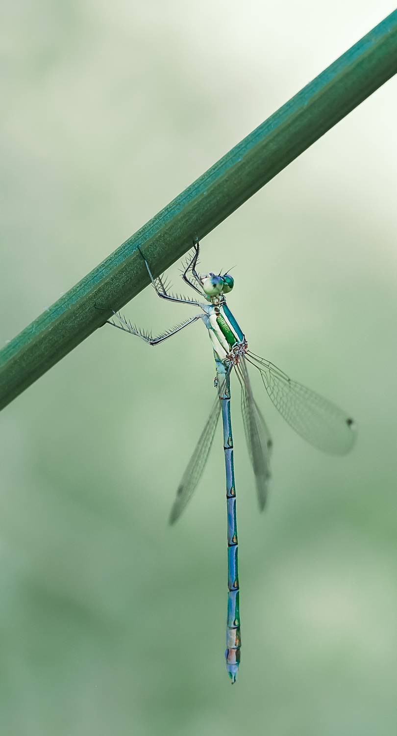 , Julia Khvorostyanaya