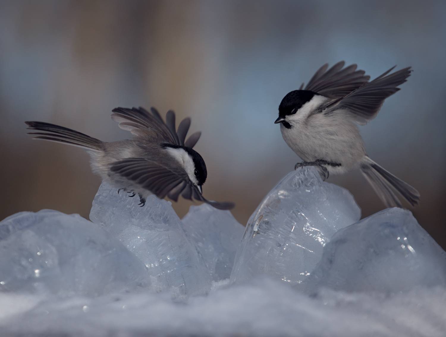лес, свет, утро, природа, синица, птицы, Баранов Олег
