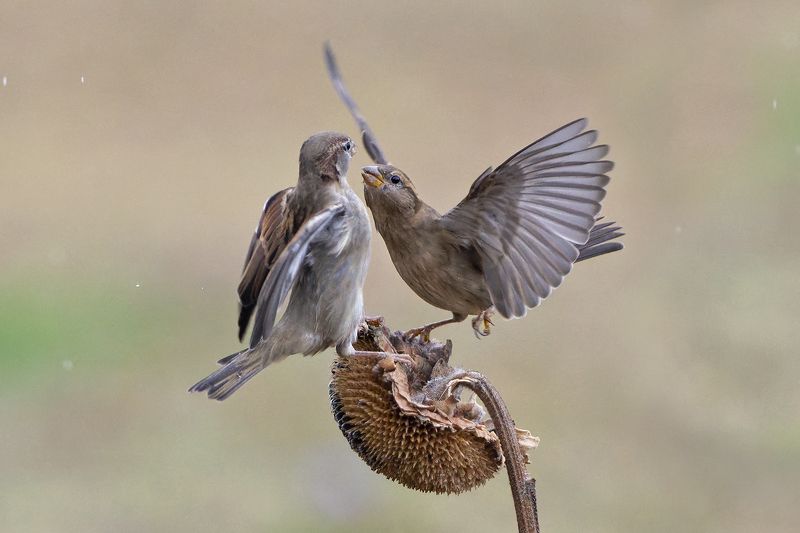 Воробей ссорится фото превью
