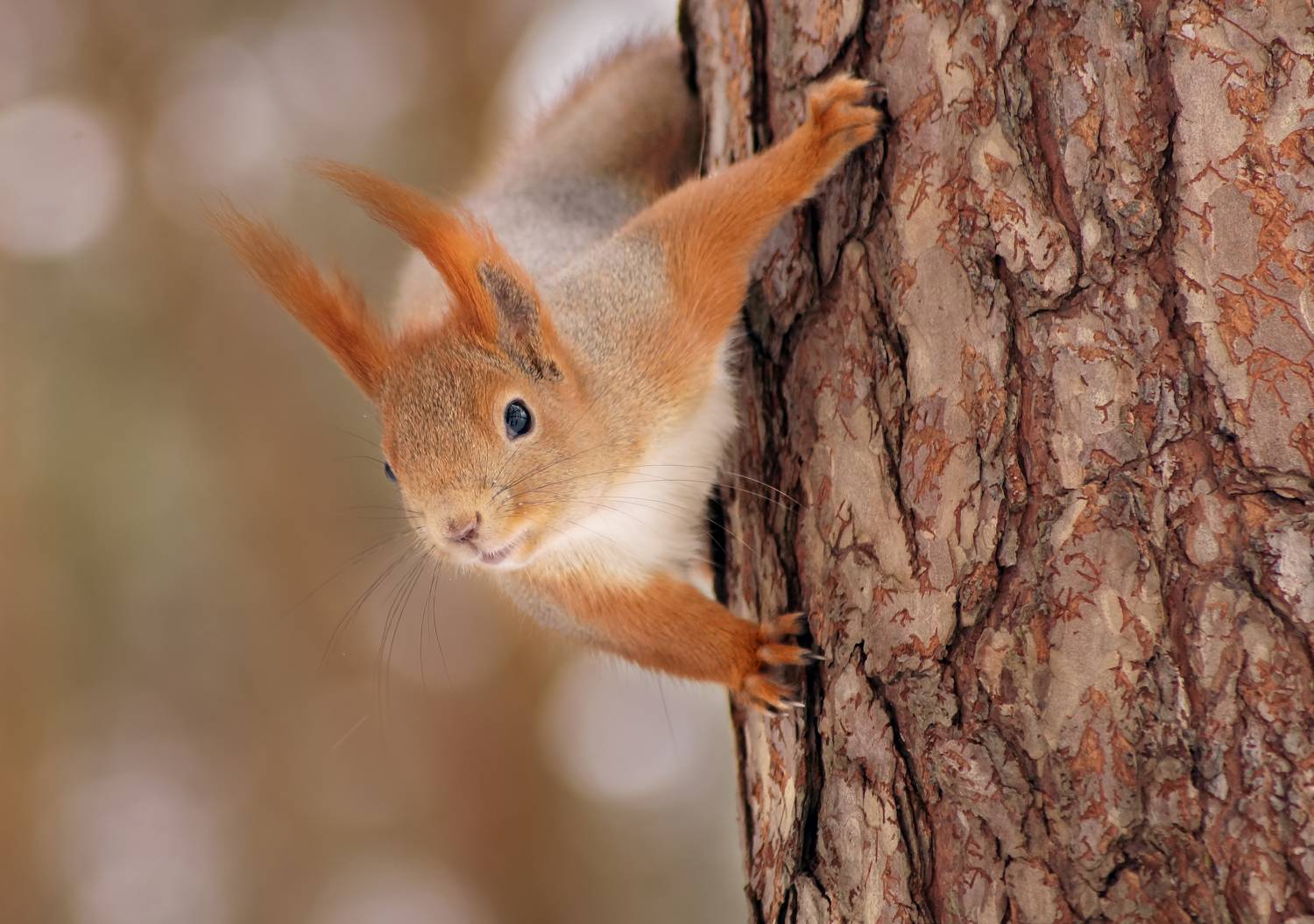 , Чепленко Алексей