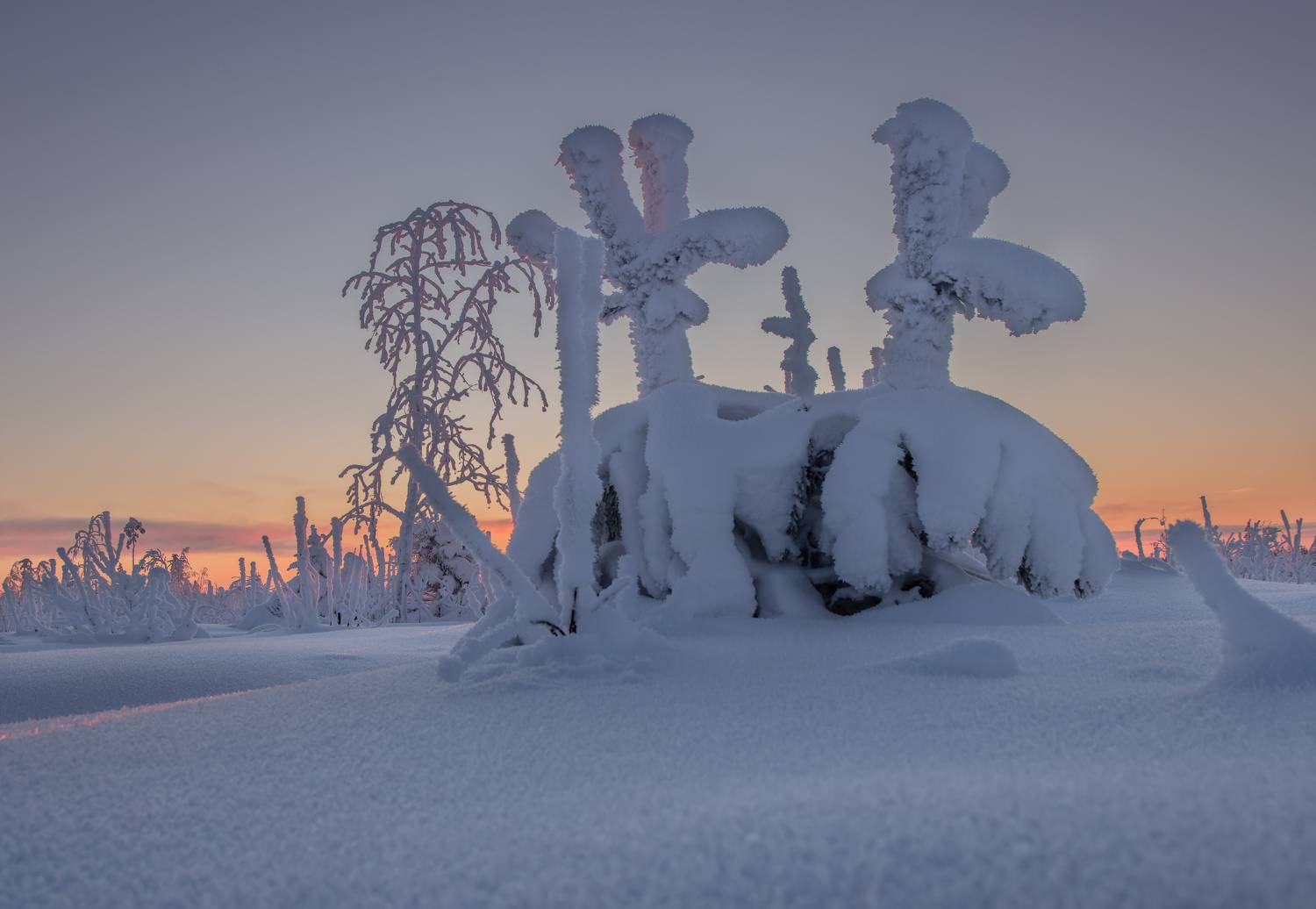 снег, иней, зима, мороз, сугроб, ёлка, Светлана Холодняк