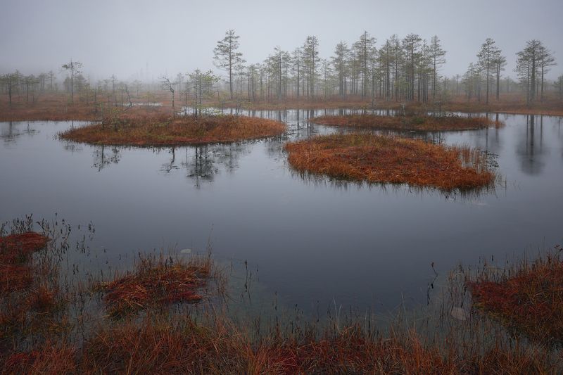 пейзаж, болото, осень, туман  фото превью