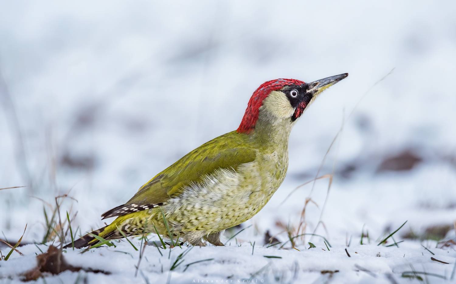 дятел, зеленый дятел, picus viridis, Круль Александр
