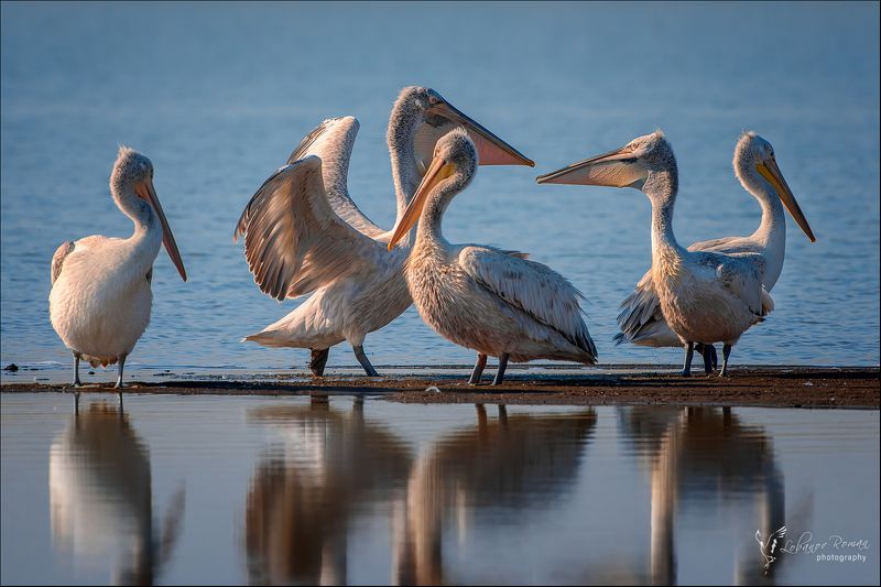 Сходка птеродактилей фото превью