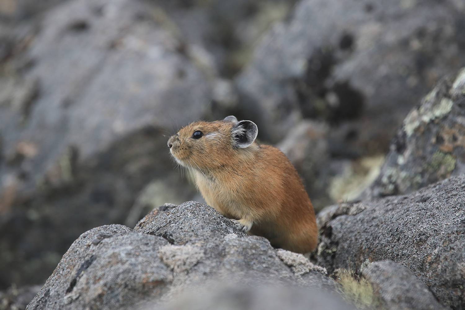 пищуха, Валерий Платонов