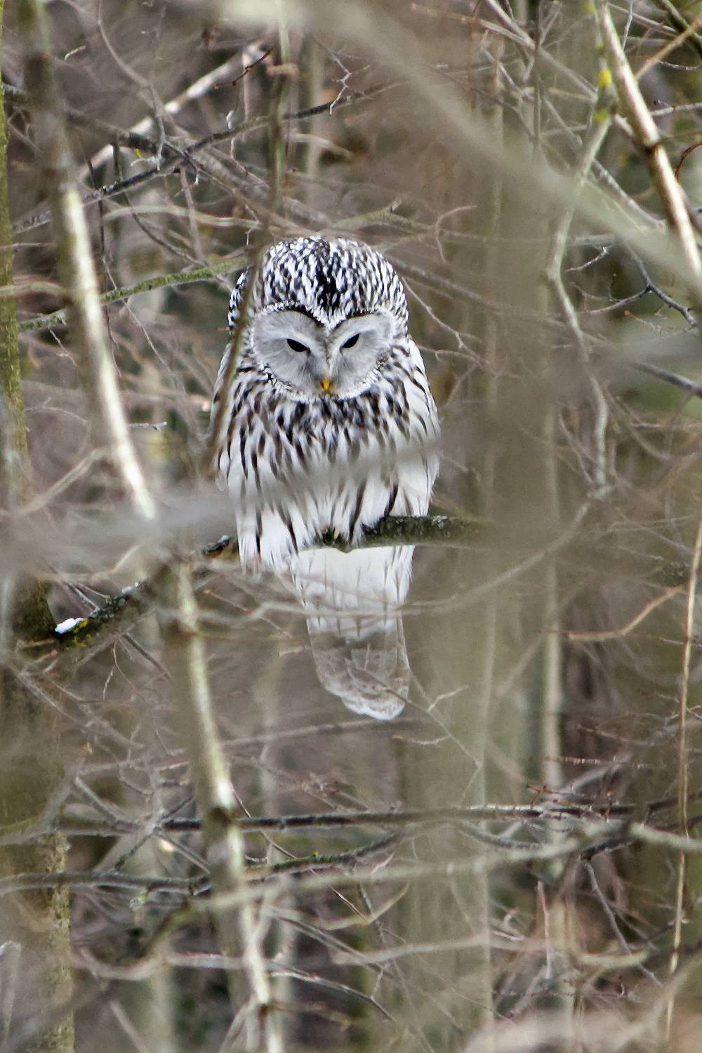 длиннохвостая неясыть, уральская неясыть, strix uralensis, КарОл