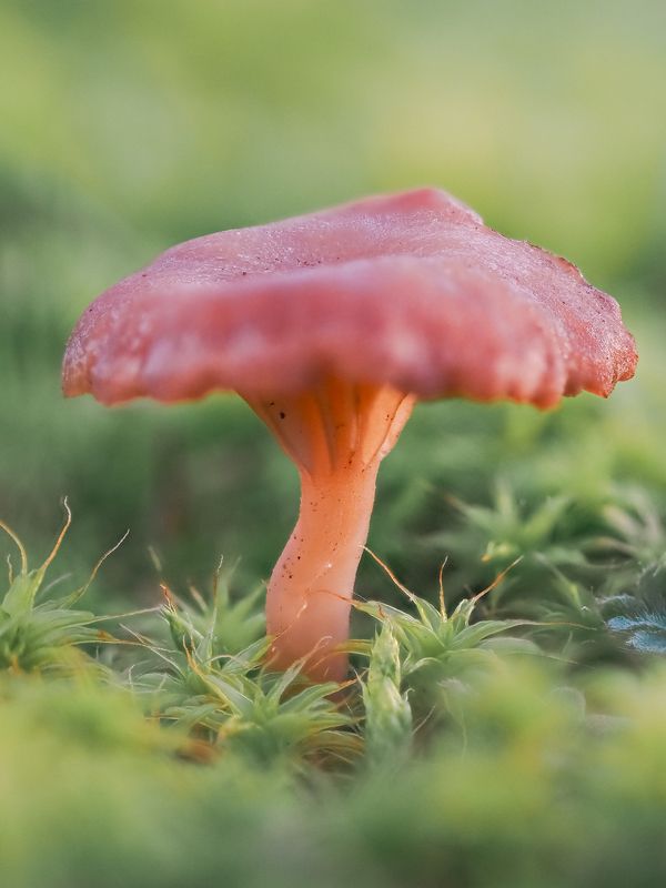 На полянке фото превью