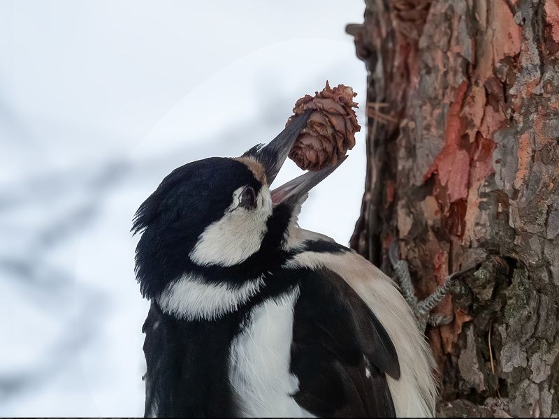 Вкусная шишка фото превью