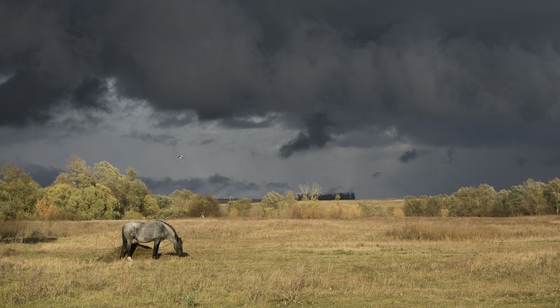 Про лошадь и сороку. фото превью