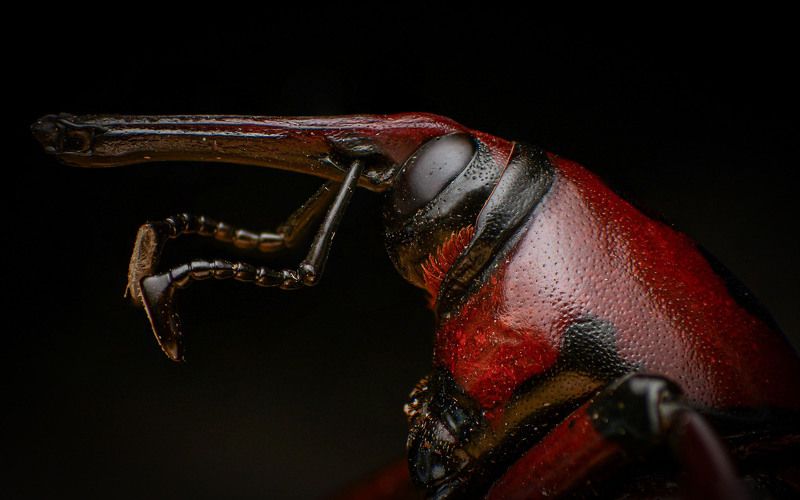 Weevil фото превью